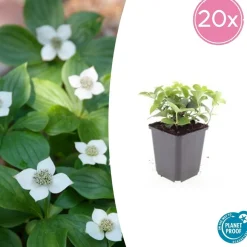 LA GREEN TOUCH - Cornouiller du canada x20 – entre 1,25 et 1,67m2