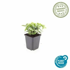 LA GREEN TOUCH - Cornouiller du canada x20 – entre 1,25 et 1,67m2