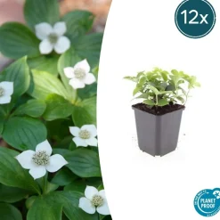 LA GREEN TOUCH - Cornouiller du canada x20 – entre 1,25 et 1,67m2