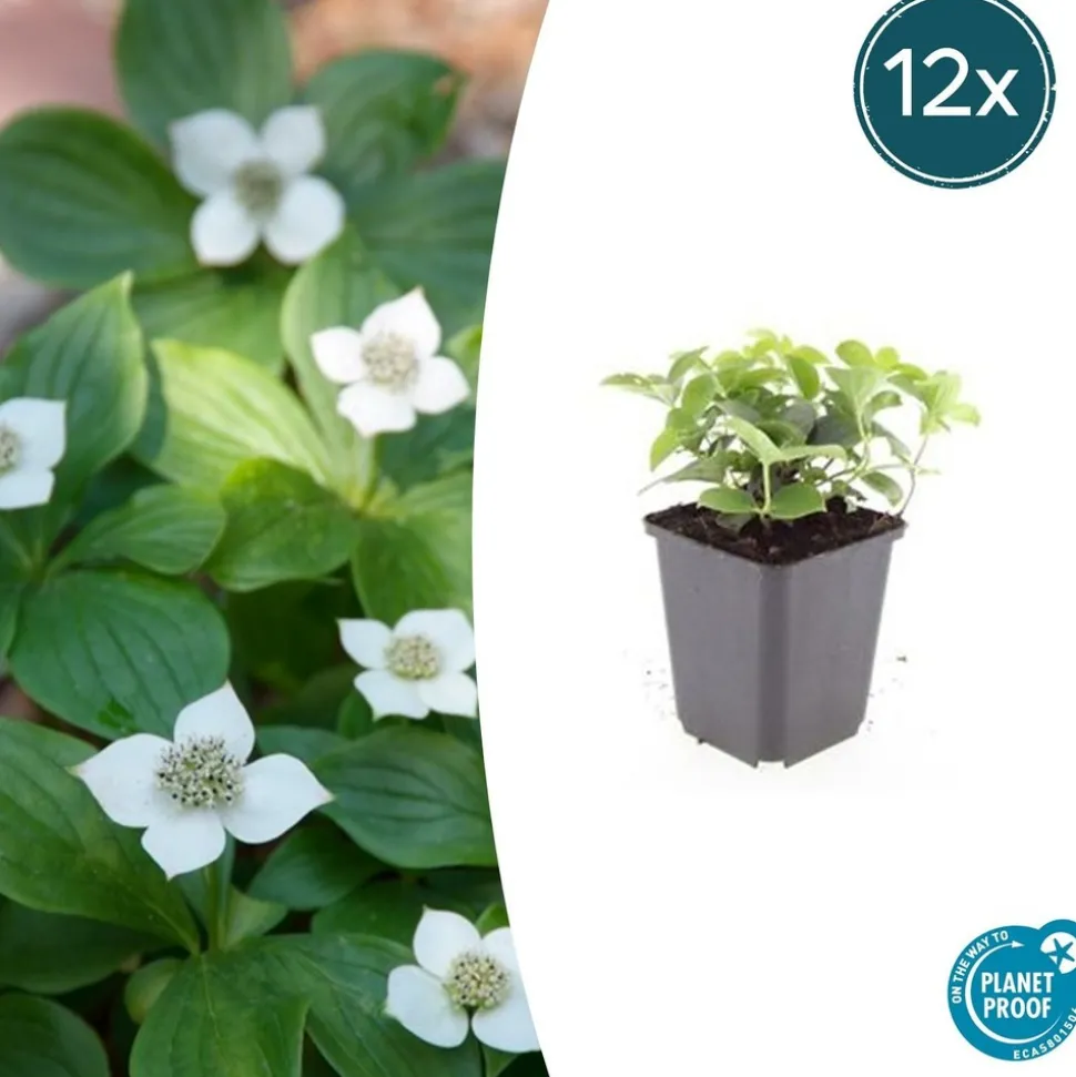 LA GREEN TOUCH - Cornouiller du canada x12 – entre 0,75 et 1m2