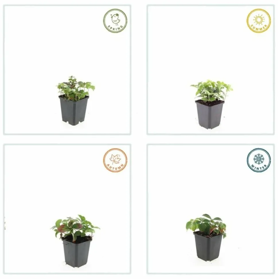 LA GREEN TOUCH - Cornouiller du canada x12 – entre 0,75 et 1m2