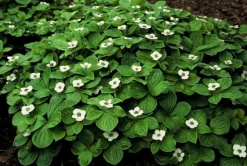 LA GREEN TOUCH - Cornouiller du canada x12 – entre 0,75 et 1m2