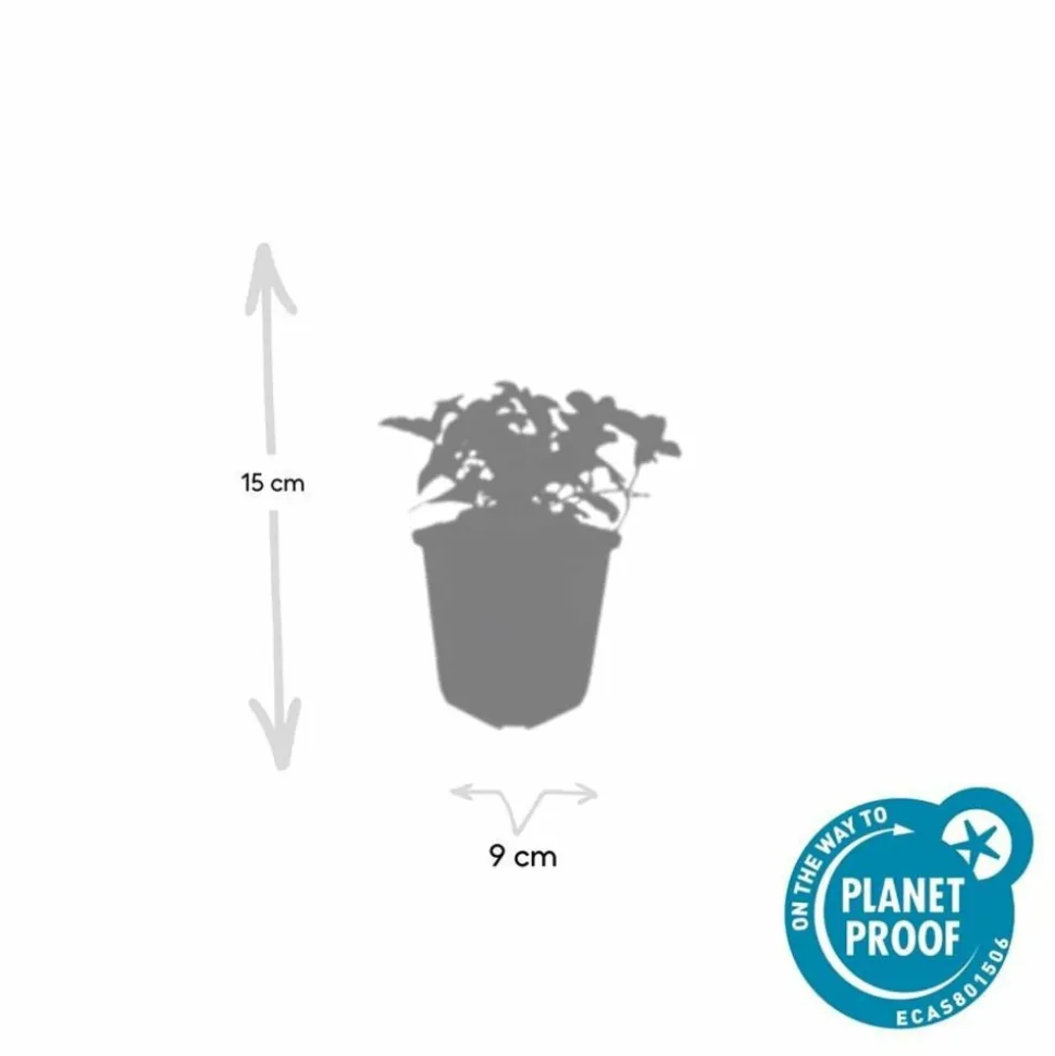 LA GREEN TOUCH - Cornouiller du canada x12 – entre 0,75 et 1m2