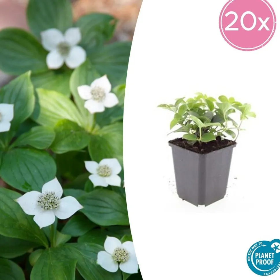 LA GREEN TOUCH - Cornouiller du canada x12 – entre 0,75 et 1m2