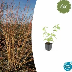 LA GREEN TOUCH - Cornouiller sanguin 'anny's winter orange' x6 – entre 0,38 et 0,5m2