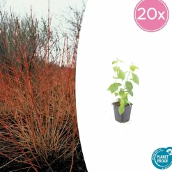 LA GREEN TOUCH - Cornouiller sanguin 'midwinter fire' x20 – entre 1,25 et 1,67m2