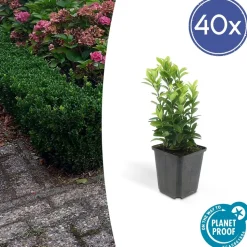 LA GREEN TOUCH - Cornouiller sanguin 'midwinter fire' x20 – entre 1,25 et 1,67m2