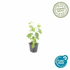 LA GREEN TOUCH - Cornouiller sanguin 'midwinter fire' x20 – entre 1,25 et 1,67m2