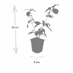 LA GREEN TOUCH - Cornouiller sanguin 'anny's winter orange' x40 – entre 2,5 et 3,33m2
