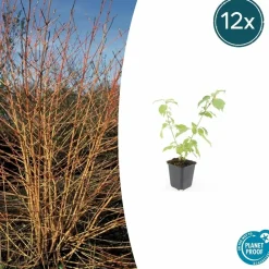 LA GREEN TOUCH - Cornouiller sanguin 'anny's winter orange' x40 – entre 2,5 et 3,33m2