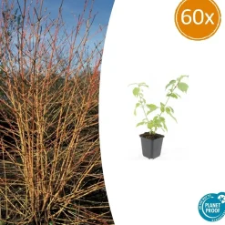 LA GREEN TOUCH - Cornouiller sanguin 'anny's winter orange' x60 – entre 3,75 et 5m2