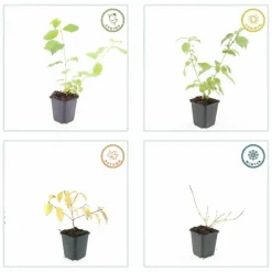 LA GREEN TOUCH - Cornouiller sanguin 'anny's winter orange' x60 – entre 3,75 et 5m2