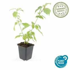 LA GREEN TOUCH - Cornouiller sanguin 'anny's winter orange' x60 – entre 3,75 et 5m2