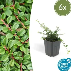 LA GREEN TOUCH - Cotonéaster de dammer 'streib's findling' x6 – entre 0,38 et 0,5m2