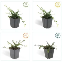 LA GREEN TOUCH - Cotonéaster de dammer 'streib's findling' x6 – entre 0,38 et 0,5m2