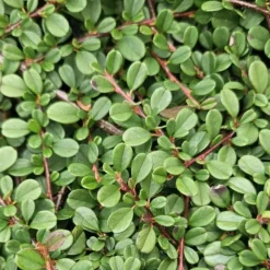 LA GREEN TOUCH - Cotonéaster de dammer 'streib's findling' x6 – entre 0,38 et 0,5m2