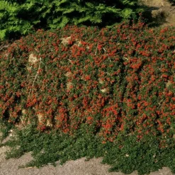 LA GREEN TOUCH - Cotonéaster de dammer 'streib's findling' x6 – entre 0,38 et 0,5m2