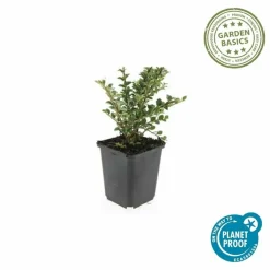 LA GREEN TOUCH - Cotonéaster horizontal x20 – entre 1,25 et 1,67m2