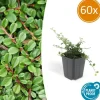 LA GREEN TOUCH - Cotonéaster de dammer 'streib's findling' x60 – entre 3,75 et 5m2