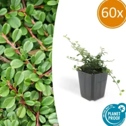 LA GREEN TOUCH - Cotonéaster de dammer 'streib's findling' x60 – entre 3,75 et 5m2