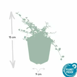 LA GREEN TOUCH - Cotonéaster de dammer 'streib's findling' x60 – entre 3,75 et 5m2