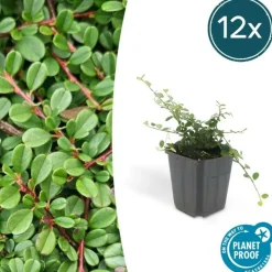 LA GREEN TOUCH - Cotonéaster de dammer 'streib's findling' x60 – entre 3,75 et 5m2