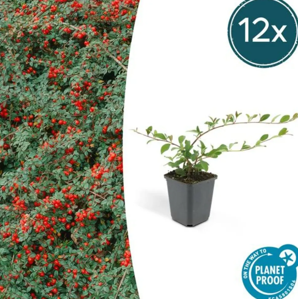 LA GREEN TOUCH - Cotonéaster de dammer x12 – entre 0,75 et 1m2