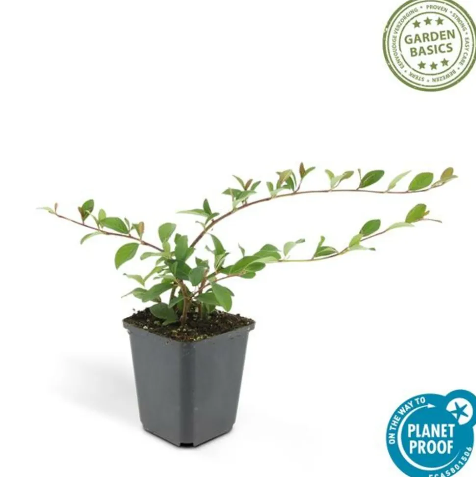 LA GREEN TOUCH - Cotonéaster de dammer x12 – entre 0,75 et 1m2