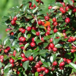 LA GREEN TOUCH - Cotonéaster de dammer x12 – entre 0,75 et 1m2