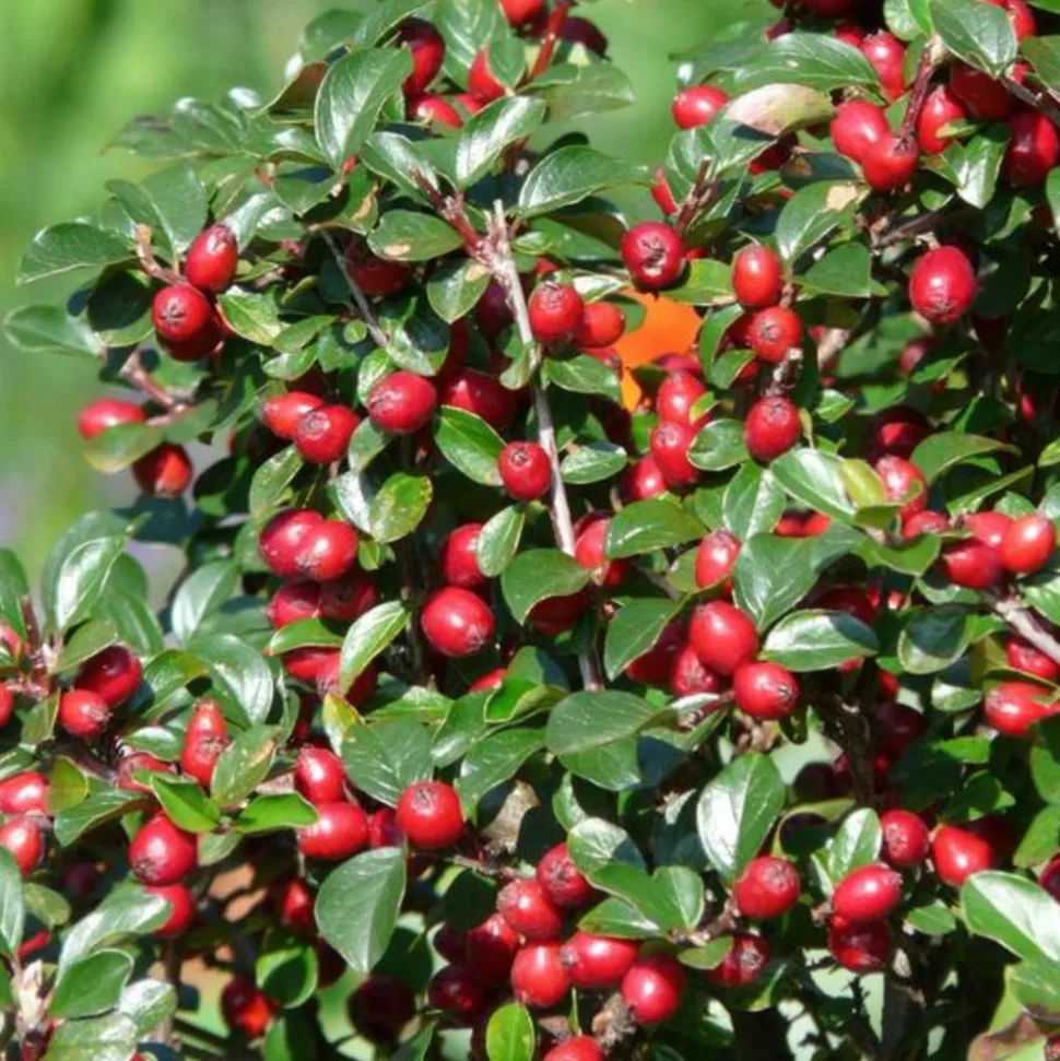 LA GREEN TOUCH - Cotonéaster de dammer x12 – entre 0,75 et 1m2