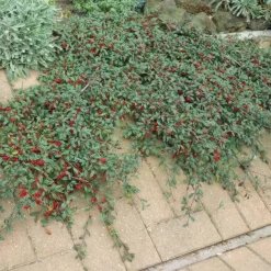 LA GREEN TOUCH - Cotonéaster de dammer x12 – entre 0,75 et 1m2