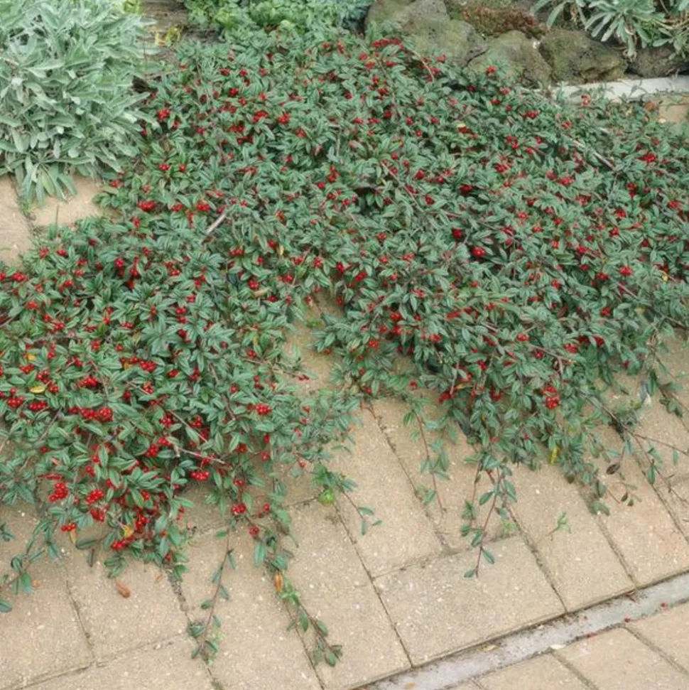 LA GREEN TOUCH - Cotonéaster de dammer x12 – entre 0,75 et 1m2