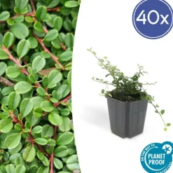 LA GREEN TOUCH - Cotonéaster de dammer 'streib's findling' x40 – entre 2,5 et 3,33m2