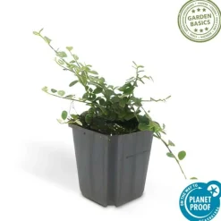 LA GREEN TOUCH - Cotonéaster de dammer 'streib's findling' x40 – entre 2,5 et 3,33m2