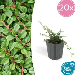 LA GREEN TOUCH - Cotonéaster de dammer 'streib's findling' x40 – entre 2,5 et 3,33m2