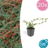 LA GREEN TOUCH - Cotonéaster de dammer x20 – entre 1,25 et 1,67m2