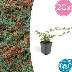 LA GREEN TOUCH - Cotonéaster de dammer x20 – entre 1,25 et 1,67m2