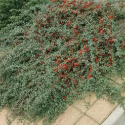 LA GREEN TOUCH - Cotonéaster de dammer x20 – entre 1,25 et 1,67m2