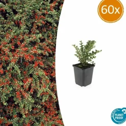 LA GREEN TOUCH - Cotonéaster horizontal x60 – entre 3,75 et 5m2