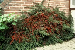 LA GREEN TOUCH - Cotonéaster horizontal x60 – entre 3,75 et 5m2