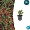 LA GREEN TOUCH - Cotonéaster horizontal x12 – entre 0,75 et 1m2