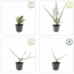 LA GREEN TOUCH - Cotonéaster horizontal x12 – entre 0,75 et 1m2