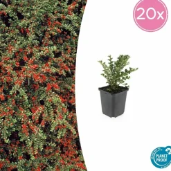 LA GREEN TOUCH - Cotonéaster horizontal x12 – entre 0,75 et 1m2
