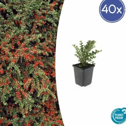 LA GREEN TOUCH - Cotonéaster horizontal x40 – entre 2,5 et 3,33m2