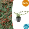 LA GREEN TOUCH - Cotonéaster de dammer x60 – entre 3,75 et 5m2