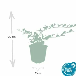 LA GREEN TOUCH - Cotonéaster de dammer x60 – entre 3,75 et 5m2