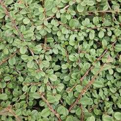 LA GREEN TOUCH - Cotonéaster rampant 'queen of carpets' x12 – entre 0,75 et 1m2