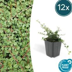 LA GREEN TOUCH - Cotonéaster rampant 'queen of carpets' x12 – entre 0,75 et 1m2
