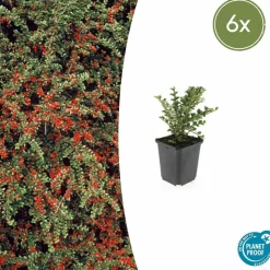 LA GREEN TOUCH - Cotonéaster horizontal x6 – entre 0,38 et 0,5m2