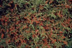 LA GREEN TOUCH - Cotonéaster horizontal x6 – entre 0,38 et 0,5m2